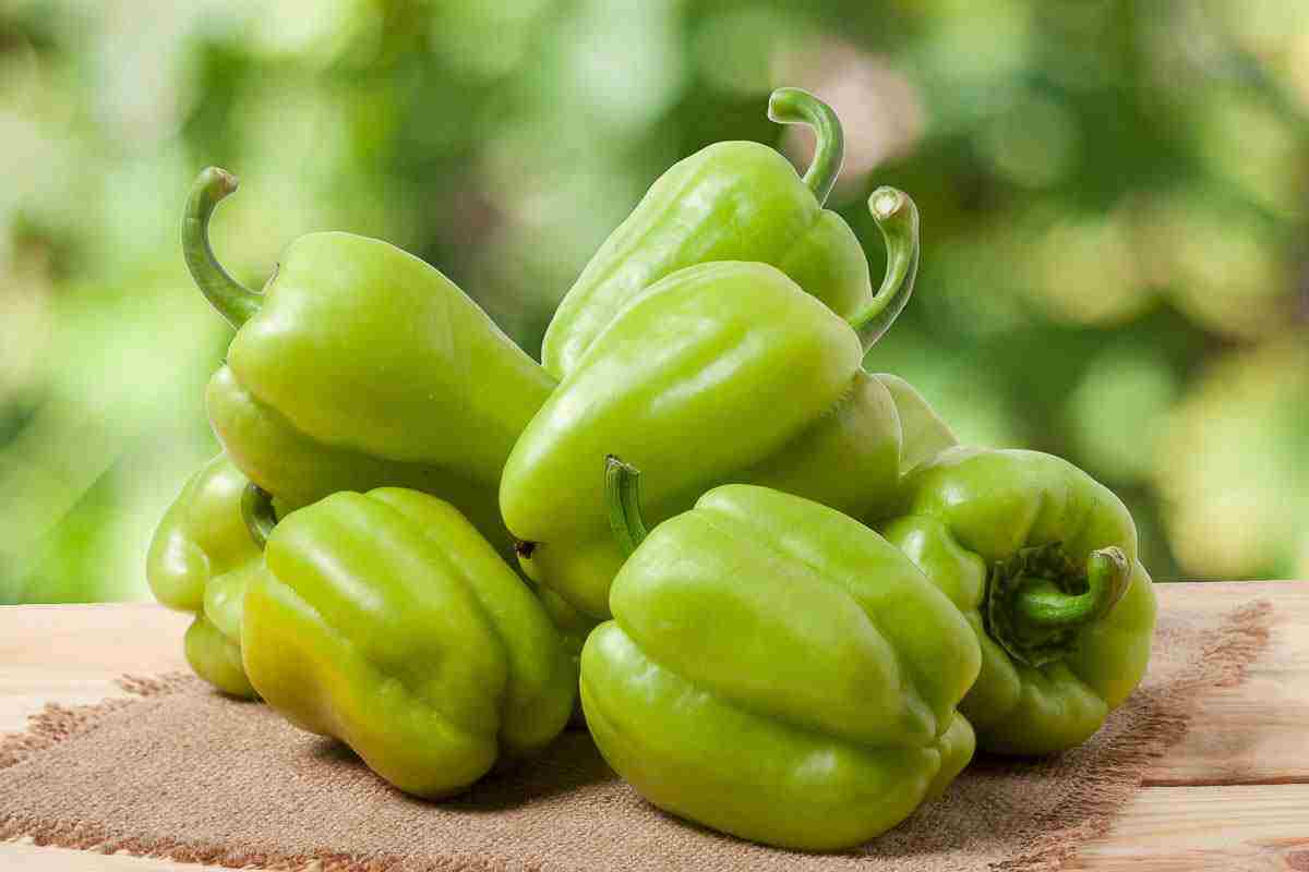 فلفل دلمه سبز تازه فلفل دلمه سبز تازه